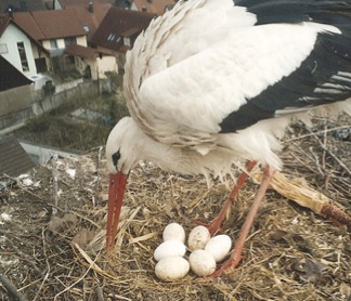 Storch-mit-Eiern